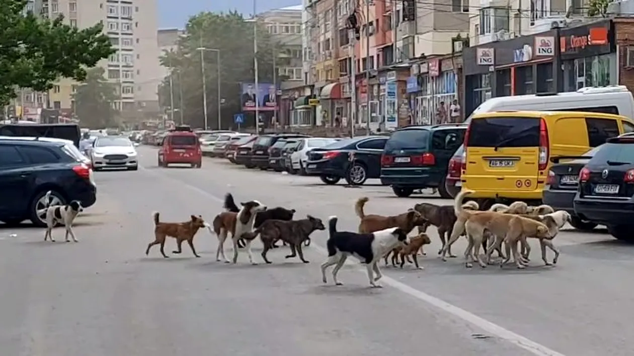 Sute de câini vagabonzi bântuie pe străzile din Caracal, oamenii sunt disperați