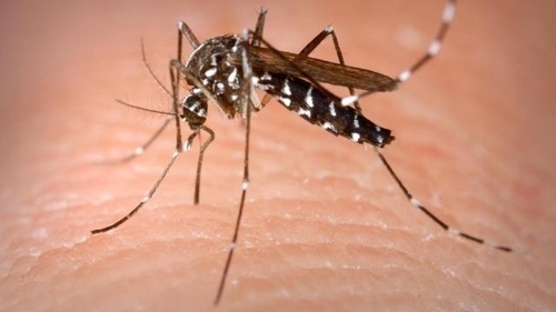 Atenție! 5 oameni au murit în București din cauza virusului West Nile!