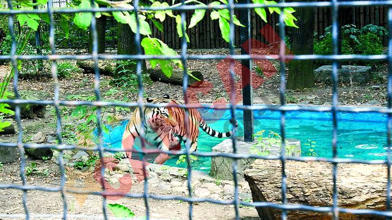 Tigrii si leii se balacesc in piscina