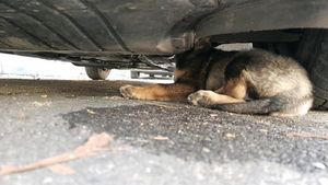 FOTO. Misiune inedită la Râmnicu Vâlcea: câine blocat cu capul în motorul unei maşini, salvat de pompieri