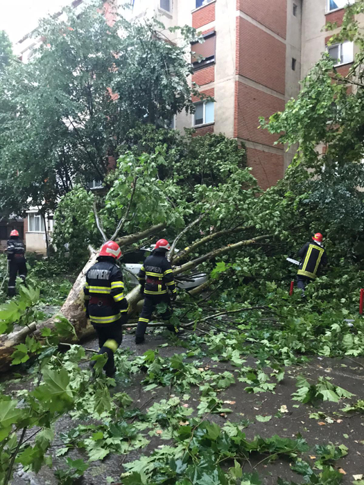 Furtună puternică în Tulcea. Pomii au căzut peste mai multe mașini staționate. FOTO