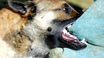 Tragedia lui Ionut, la un pas sa se repete! Baietel de 9 ani, in stare foarte grava dupa ce a fost muscat de fata de maidanezi