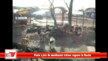 Peste 1.500 de maidanezi traiesc regeste la Bacau