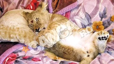Leoaica Andy, pe picior de plecare in Africa. Dupa un an in care a fost animal de companie pentru o familie din Timis, a venit clipa despartirii