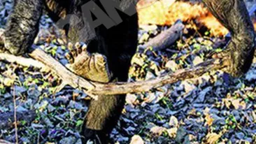 Cimpanzeul care vrea sa fie om! Stie sa faca focul si sa gateasca