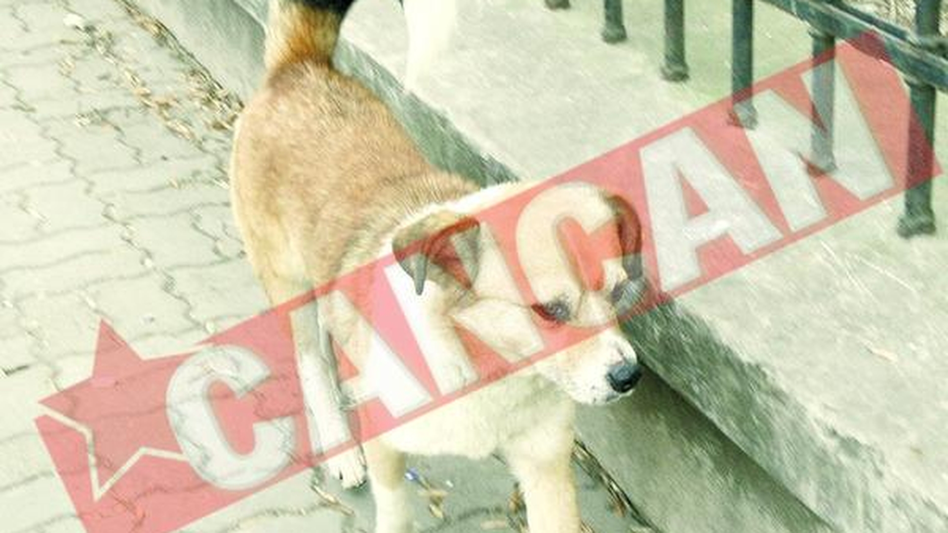 Bucurestenii vor avea "Maidanez hot-line"