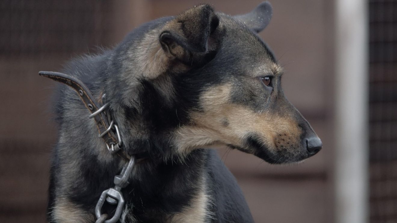 Localitatea din România unde nu se mai află niciun câine în lanț. Proiectul s-ar putea extinde