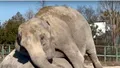 Momentul sfâșietor în care un elefant încearcă să-și trezească prietena moartă. A stat lângă ea ore în șir și a îmbrățișat-o cu trompa