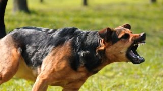 Tribunalul Bucuresti a acordat despagubiri unei femei muscate de caine, considerand ca proprietarii sunt responsabili de animal