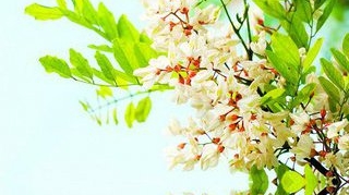 Legendele florilor si semnificatia lor