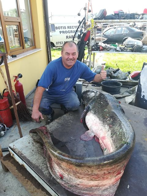 Asta da lovitură! Un pescar din Satu Mare a prins un somn de 75 de kg! Unde l-a expus + Povestea de necrezut VIDEO