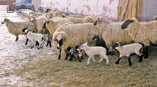 De Paste vom avea miei multi si mari!