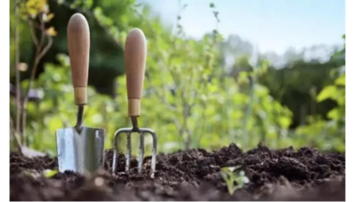 Ce legume poți sădi în luna mai în grădină! Merită să le plantezi în această perioadă