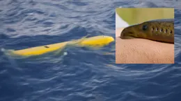 Americanii au lansat cea mai „parșivă” dronă. Inspirată de „peștele vampir” care urmărește ținta înainte de atac