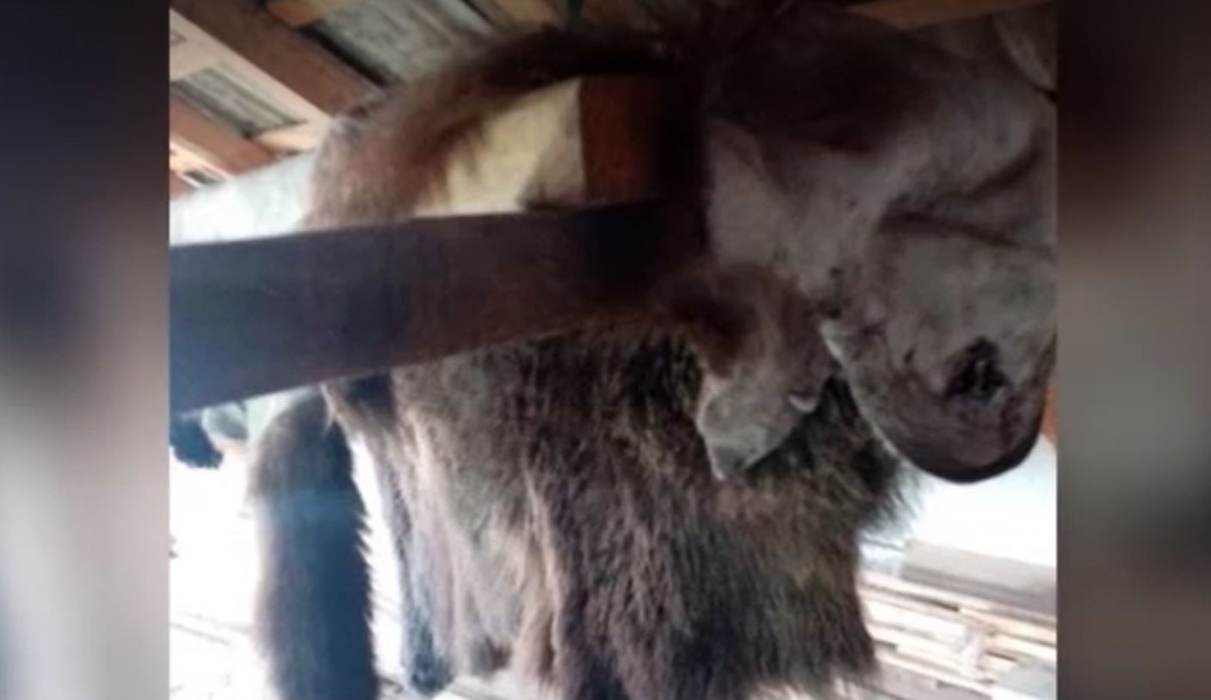 Noi informații în cazul uciderii ursului Arthur. Blana animalului, identificată într-o tăbăcărie din Târgu Secuiesc