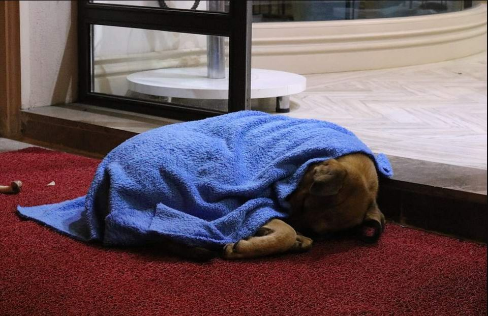 Îți dau lacrimile! Imagini emoționante cu medicul stomatolog care caută noaptea pe străzi câini și pisici pentru a le înveli