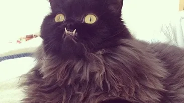 Ea e pisica Monstru. Te sperie cu privirea ei, dar stăpânii o consideră drăgălaşă: Când am văzut-o prima dată m-am ingrozit