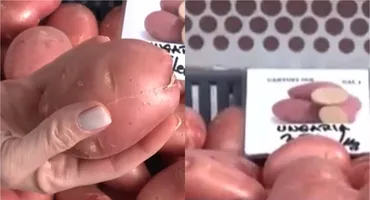 Nu e banc! Cât costă un kilogram de cartofi noi în martie 2026