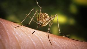 Încă două cazuri de infecţie cu virusul West Nile au fost raportate în România