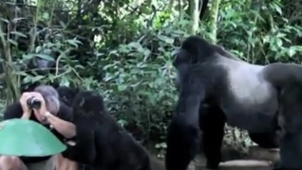 VIDEO O singura miscare l-ar fi ucis!  Vezi reactia unui turist inconjurat de gorile!