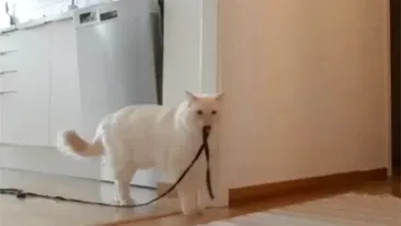 Stăpâna și-a lăsat pisica singura acasă, dar nu o va mai face vreodată. Ce a văzut pe camerele de supraveghere din casă