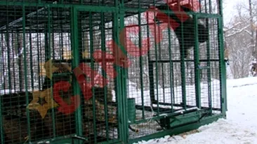 Un urs tinut captiv de un politician a ajuns la Zarnesti
