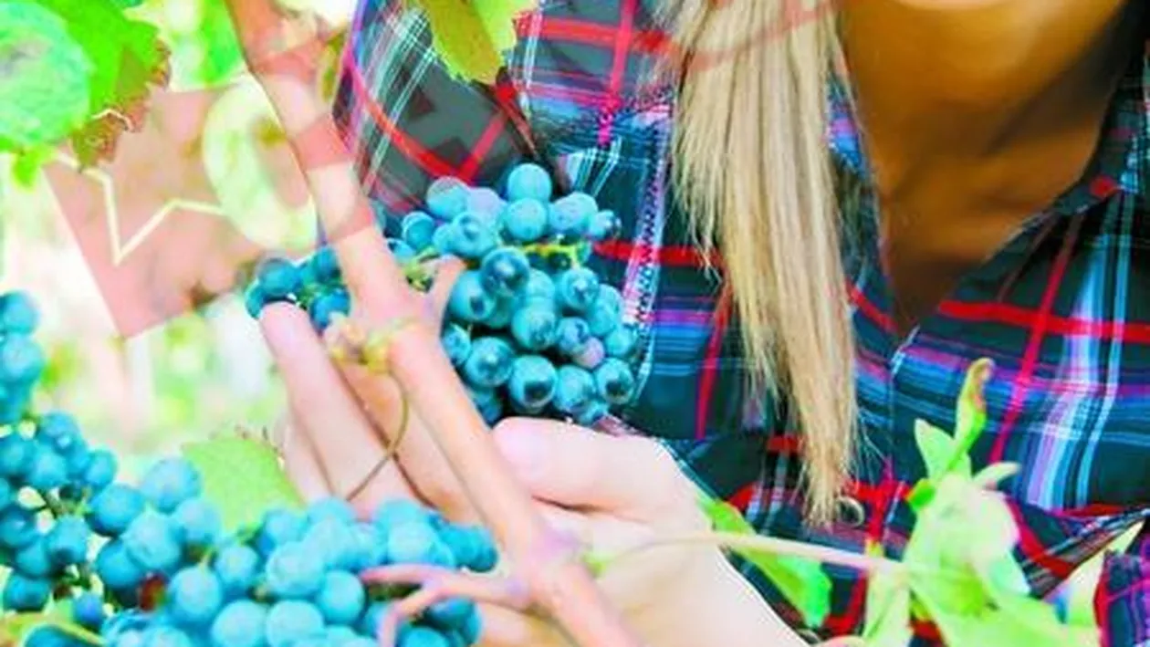 Fara astenie de toamna, cu ajutorul strugurilor!