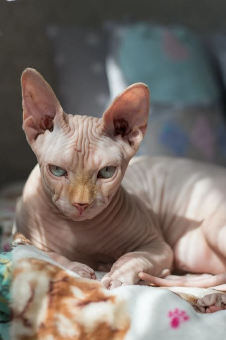 Ce vârstă are pisica ta în ani omenești. Calculul e foarte simplu! Vezi ce vedete preferă micuțele feline și cine a ales să își ia câine