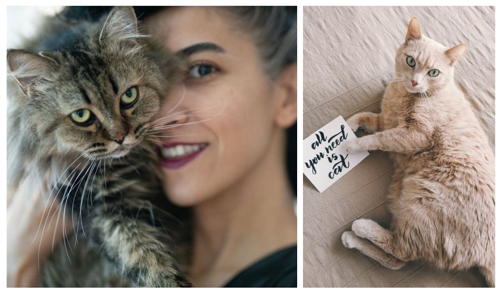Ce vârstă are pisica ta în ani omenești. Calculul e foarte simplu! Vezi ce vedete preferă micuțele feline și cine a ales să își ia câine
