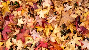 Iluzie optică pentru cei cu mintea ageră | Descoperă conul de brad ascuns printre frunze, în 5 secunde