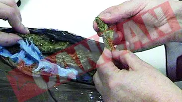 Narcomanii romani isi cumpara din Spania canabis la kilogram