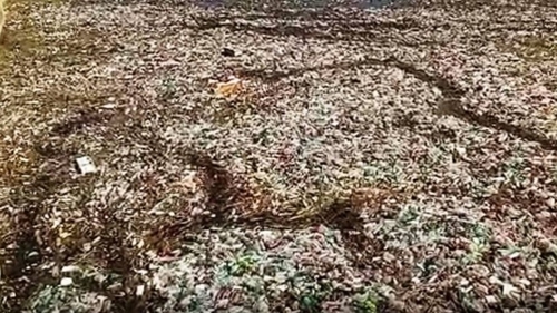 Poluare masivă pe Olt: o „insulă” de pet-uri în mijlocul râului, de mai bine de o lună