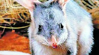 Australienii urasc Iepurasul de Paste