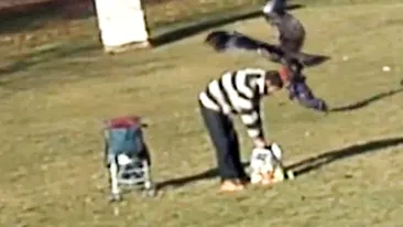 Momentul terifiant in care un vultur prinde un bebelus pe o pajiste si pleaca in zbor cu el