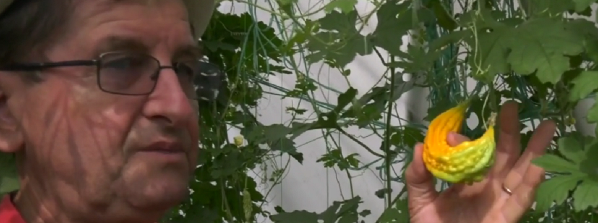 Un profesor din Bihor a dat lovitura cu o afacere rară în România. Ce cultivă acesta într-o seră specială