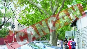 Bucurestiul se "impadureste" prin noi defrisari