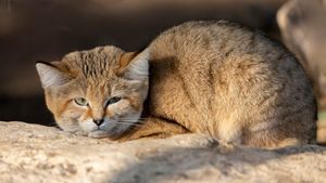 Pisica ciudată care „latră” ca un câine. Unde poate fi găsit neobișnuitul animal