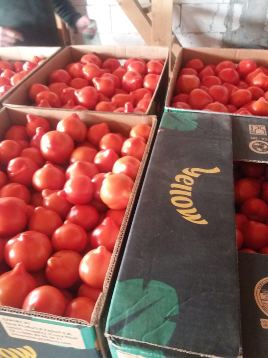 Producătorii dau vina pe investițiile mari pentru prețul roșiilor timpurii