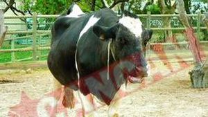 Si-a injunghiat iubitul pentru ca a inselat-o cu o vitica