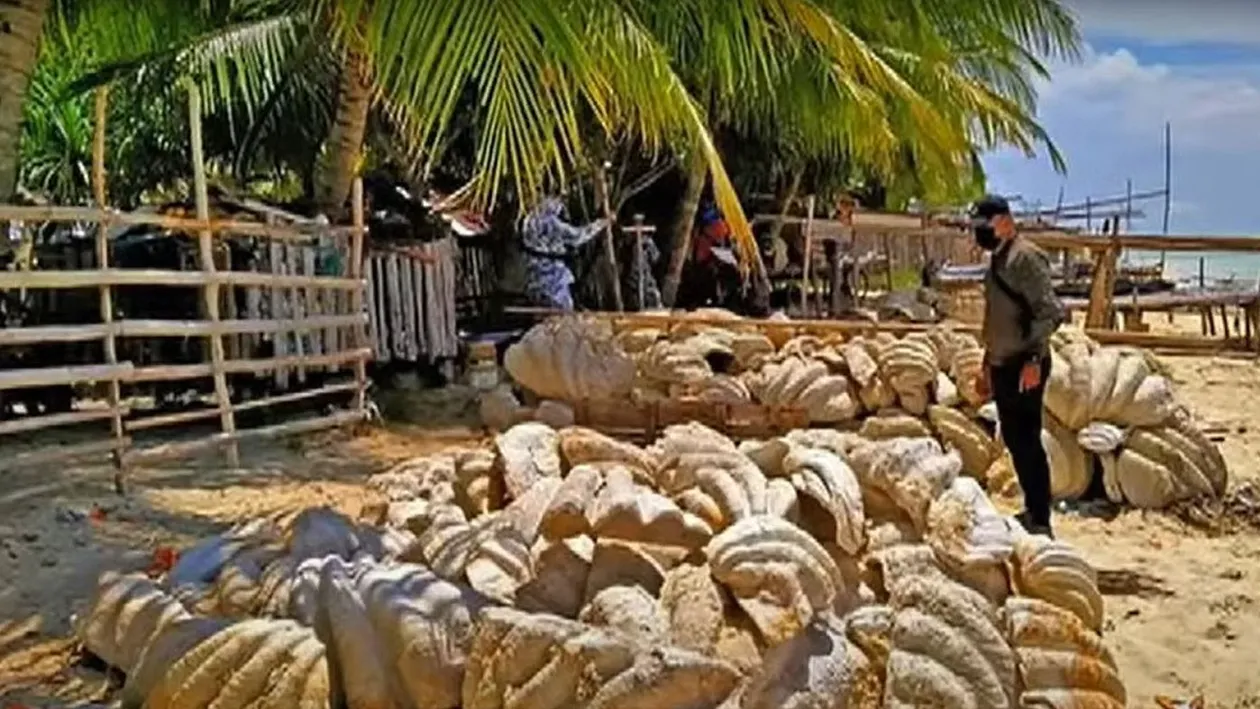 Captură record de scoici gigantice în Filipine: 200 de tone! Valoarea lor este de 25 de milioane de dolari și sunt pe cale de dispariție | VIDEO