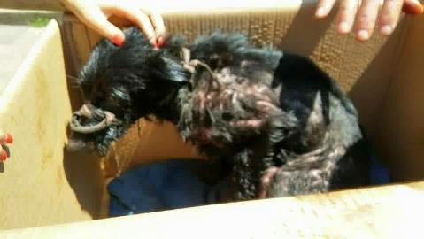 FOTO! Un căţel a fost salvat de medicii veterinari, după ce a fost găsit într-o groapă cu smoală