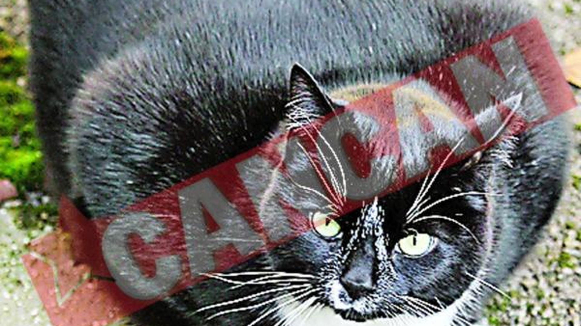 Pisica uriasa, pusa la slabit