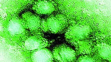 Invazia virusu rilor!