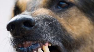 Caz șocant! O fetiță a fost sfâșiată de câinele vecinilor, chiar de ziua ei