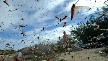 VIDEO|S-a declarat stare de urgență, invazie de lăcuste. Imagini ca în filmele de groază