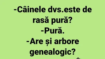 BANCUL ZILEI | Câinele dumneavoastră este de rasă pură?