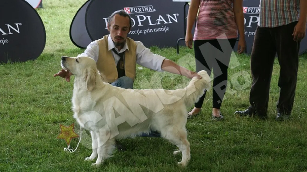 900 de caini din 120 de rase si-au etalat frumusetea si abilitatile la expozitia chinologica de la Sibiu