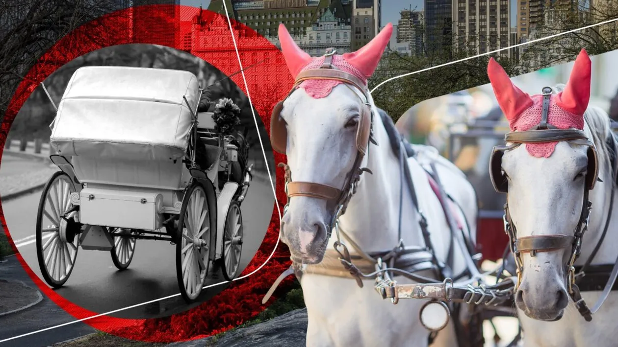 Turist de 18 ani, ucis într-un accident cu o trăsură trasă de cai în Central Park. Tragedia reaprinde controversa din jurul industriei din New York