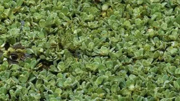 Iluzia optică virală care a pus pe jar internetul | Puteți găsi crocodilul în 13 secunde?