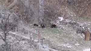 VIDEO. Scene de infarct în Bușteni. Copii filmați în timp ce se jucau lângă trei urși, în fața blocului